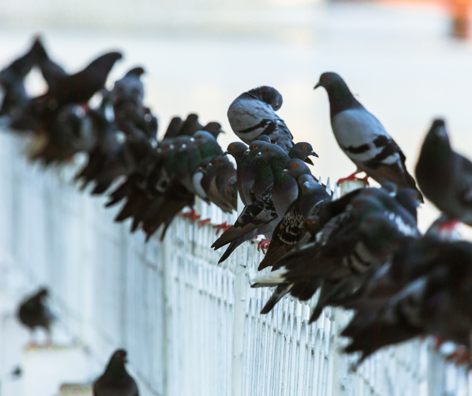 مكافحة الحمام